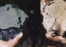 生物清淤